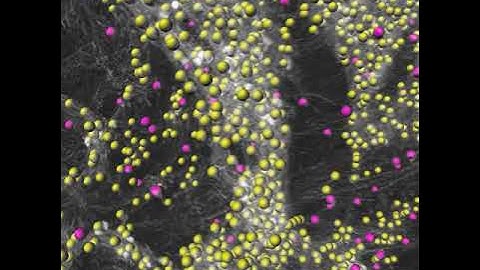A spatiomolecular map of striatum