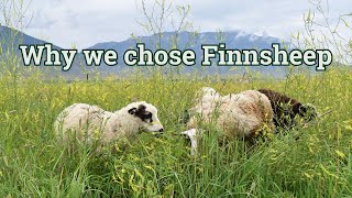 Why we chose Finnsheep