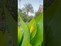 How a Yellow Canna Lily Opens – Peaceful Flower Bloom in Real Time #shorts #flowers