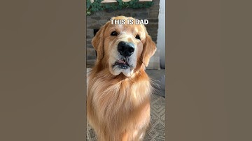 We learned our lesson....never eat out of the trash 💩