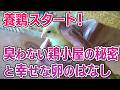 🐓 自然養鶏スタート！臭わない鶏小屋の秘密と、幸せな卵のはなし