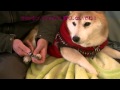 ナナちゃん爪切りタイムだよ！
