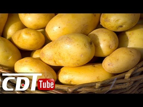 Vidéo: Peau de pomme de terre verte - Pourquoi les peaux de pomme de terre deviennent-elles vertes ?