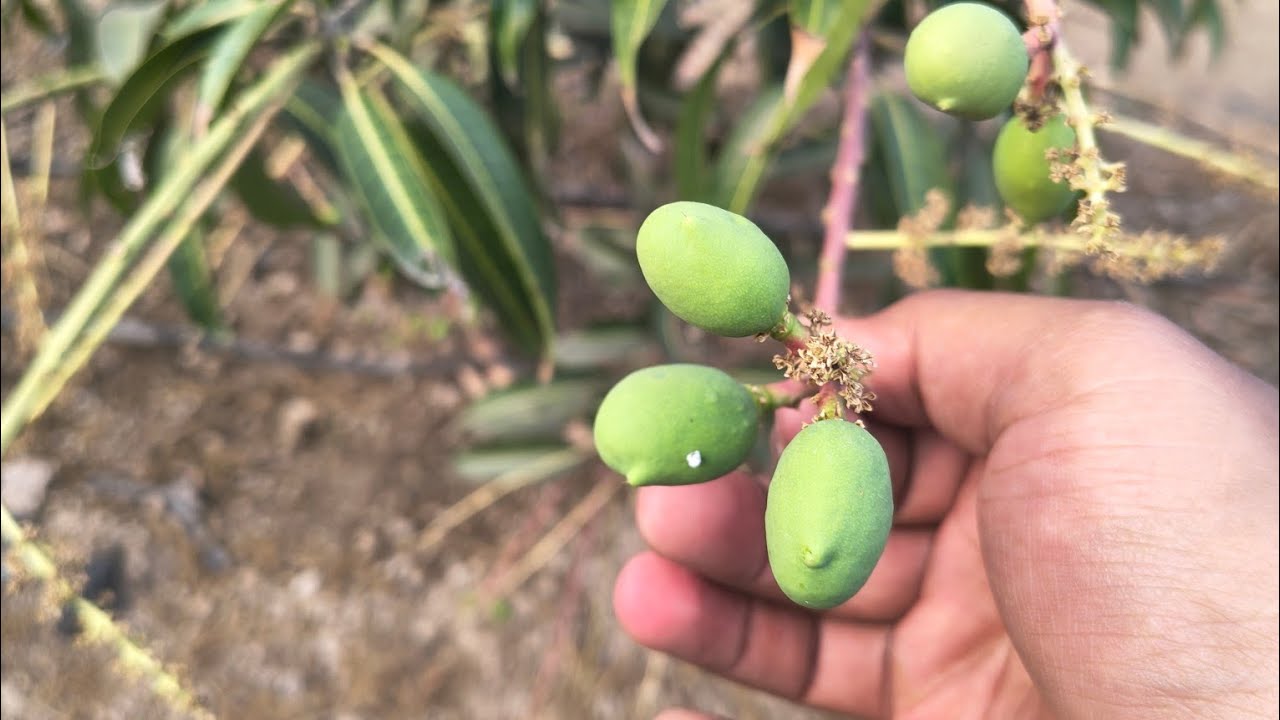 संघण केशर आंब्याच्या वाढीसाठी काय करावे आंब्याची साईज कशी वाढवावी. भाग 1