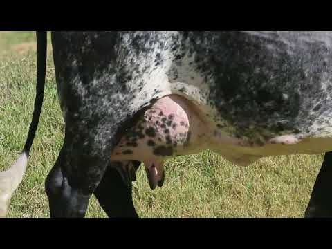 LOTE 19   D 727 FIV OSKA 7696 CB