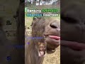 Top 5 Funniest Animal Reactions 😂(Better Than Humans!) #FunnyAnimals #AnimalReactions #TryNotToLaugh