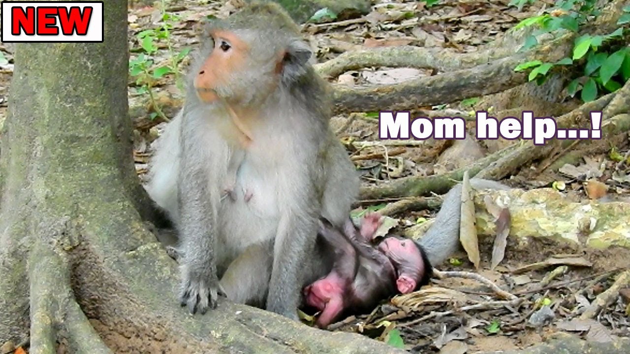 Mom Please hug me! Jade start leave newborn Jinx step by step when she get well hope change heart