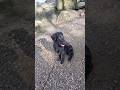 Flat Coated Retriever Puppy Discovers Water for the First Time!  #dogshorts   #retrievers #waterdog