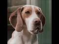拾った犬が喋りだしたと思ったら？#映画解説 #映画紹介 #映画考察 #映画雑談 #おすすめ映画 #movie #film #shorts