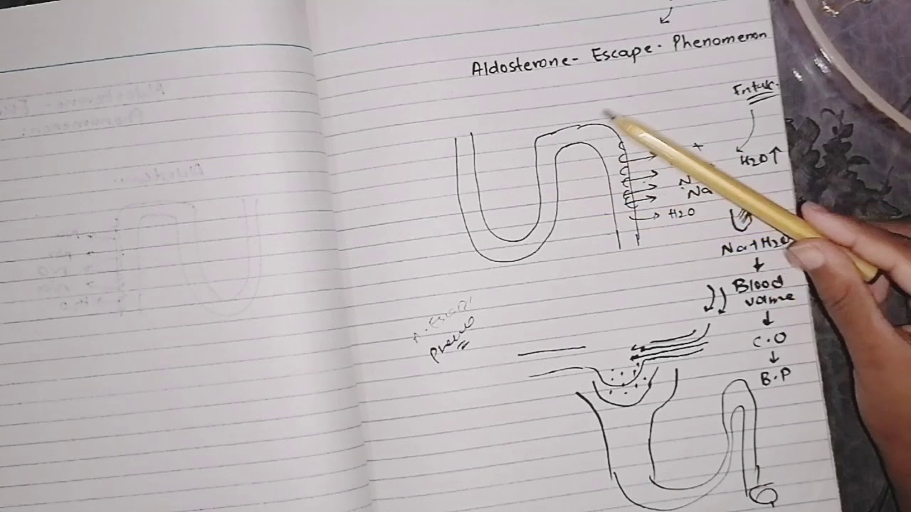 Aldosterone escape phenomenon guyton_78 endocrine