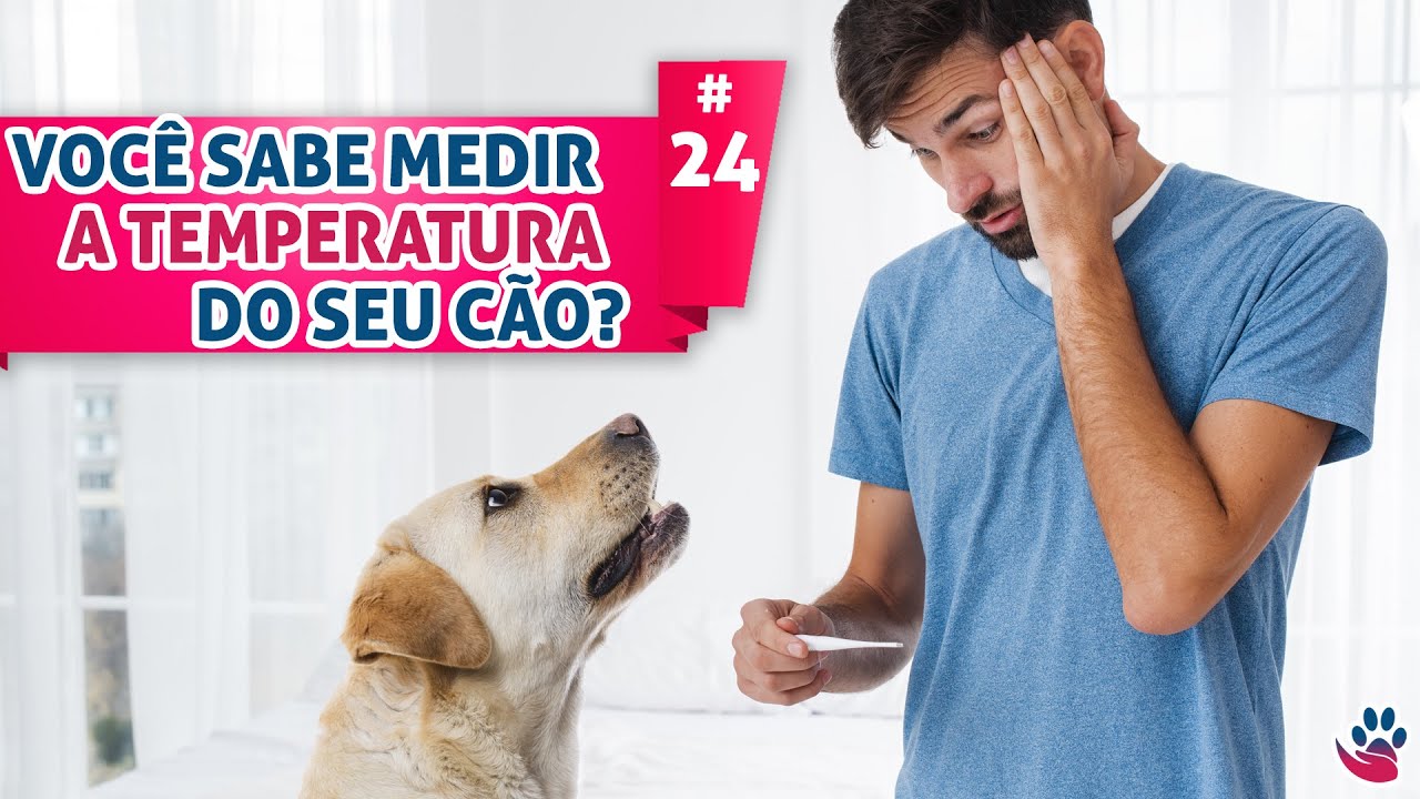 Febre! Aprenda a medir a temperatura do seu cão! - YouTube