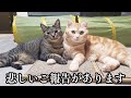 【ご報告】突然の別れでした。