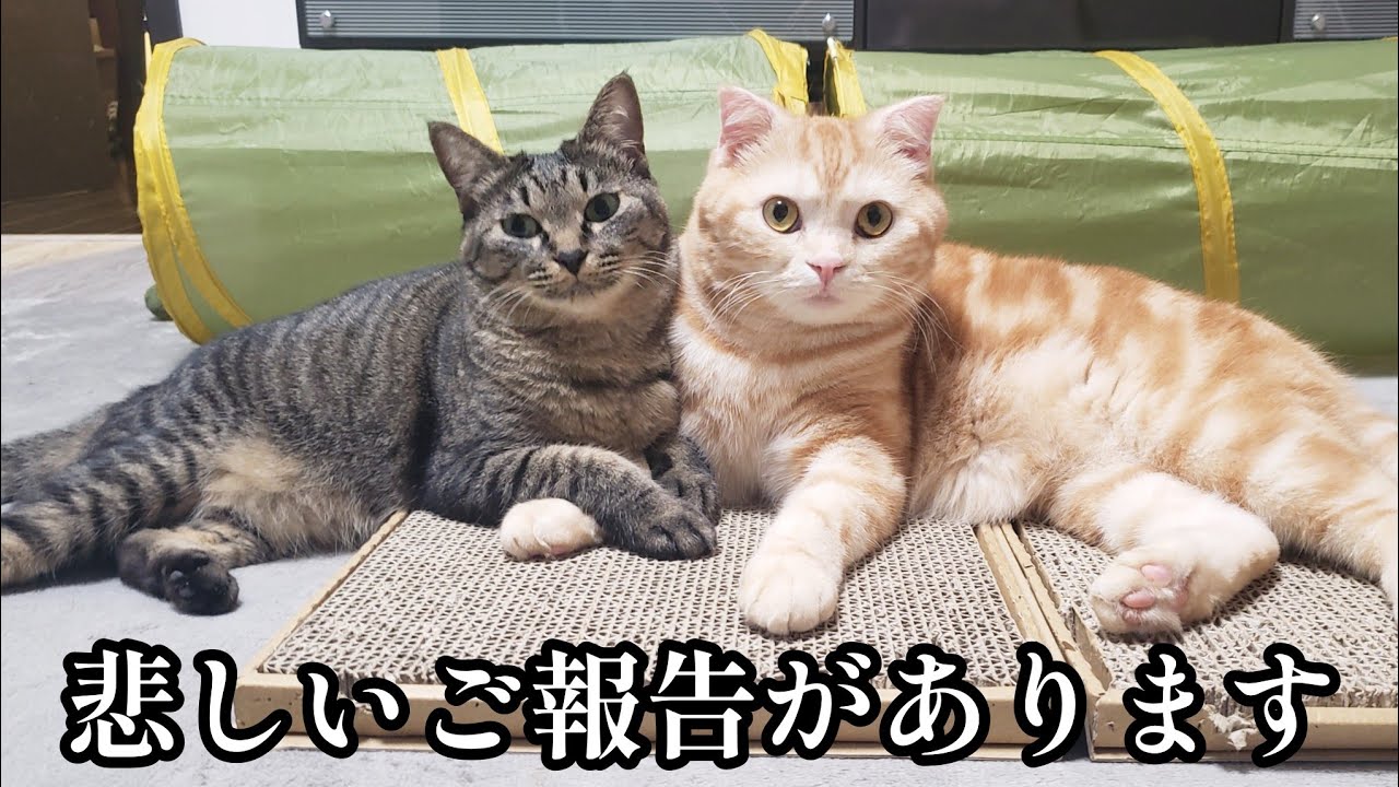 【ご報告】突然の別れでした。