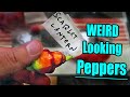 WEIRD LOOKING PEPPERS Comparison - Chili Pepper Reviews