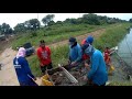 BONGGANG HARVEST NG HITO SA PAMPANGA| HARVEST TIME