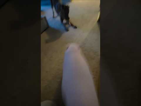 ZOOMIES Gone Wrong! 🐷💨 Dead Ends & DEXTER 😂