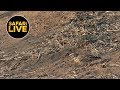 safariLIVE - Sunset Safari - October 05, 2019