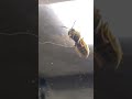 Аэрошоу подопытной осы #bunkerm #insects #entomology