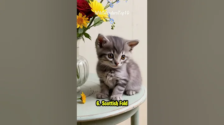 Watch the video about "Top 10 Most Loved Cats in the World | Stunning Breeds You’ll Adore!" #animals #shorts #top10