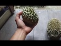 belah buah durian tembaga hutan kecil buahnya lihat isinya