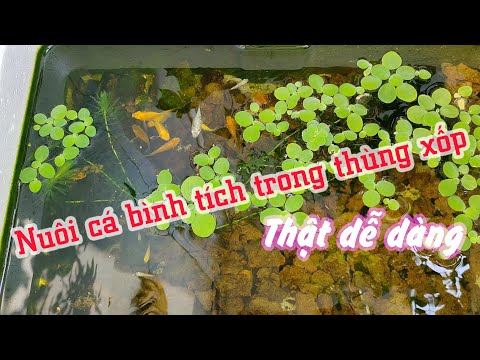 Video Nuôi cá bình tích trong thùng xốp thật đơn giản - youtube
