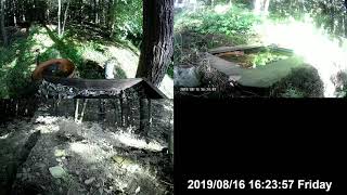 20190816 1600キビタキエゾムシクイヤマガラ res