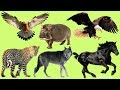 Los animales salvajes para niños | El Sonido de los Animales | Aprender animales en Español