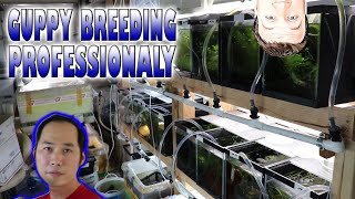 How a Professional Breeds High End Guppies
