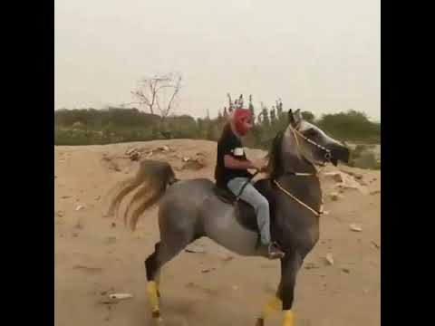 Видео: Арабска (или арабска) конна порода кон Порода хипоалергенна, здраве и продължителност на живота