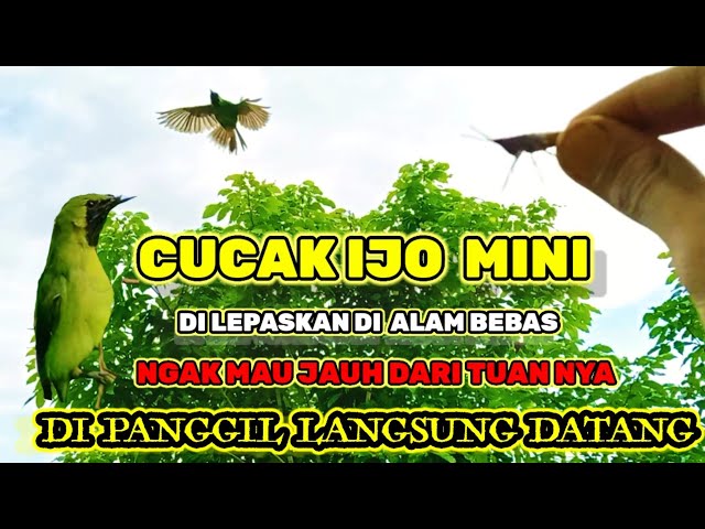 cucak ijo mimi peliharaan di lepas ngak mau jauh dari tuan ny #cucakijojinak#aksicucakijopeliharaan class=