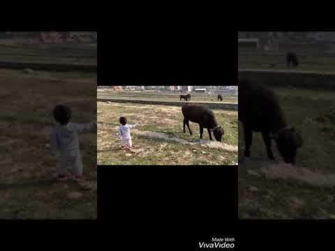 funny-video,-little-baby-playing-with-cat-and-buffalo