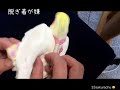 フライトスーツ着せ方とお散歩 オカメインコさくら