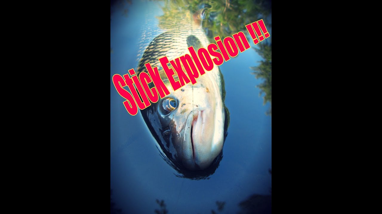 Stick explosion ! la pêche du chevesne au stickbait