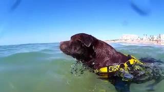 Staffordshire Bull Terrier On The Beach