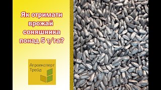 🌻 Як отримати врожай соняшника понад 5 т/га? 🌻