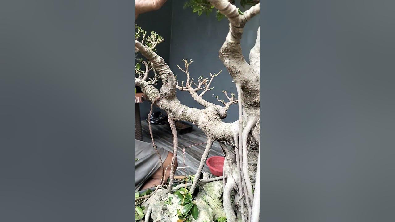 PRUNING BONSAI FICUS ELEGAN shorts shortsvideo YouTube
