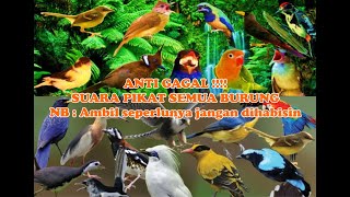 ANTI GAGAL, SUARA PIKAT SEMUA JENIS BURUNG