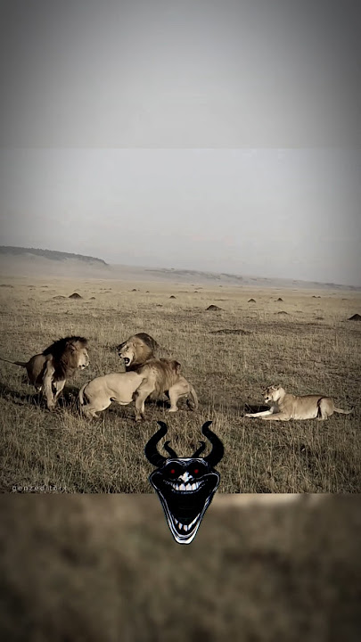 Lion Attitude For His Queen 👑| #shorts #lionking #lioness