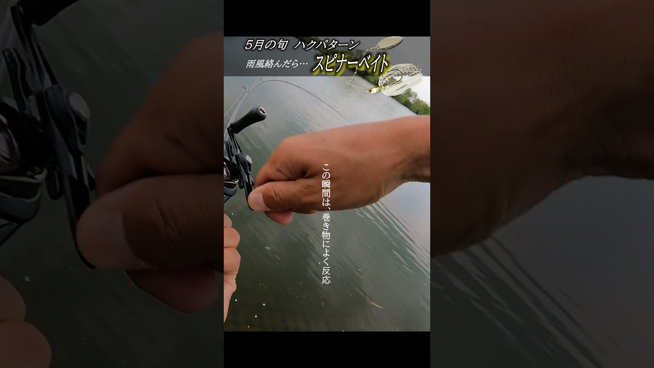 こんな時はスピナーベイト巻きましょう!!