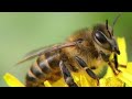 Прекрасное жужжание пчёл # Beautiful buzz of bees # صوت النحل  # suara lebah