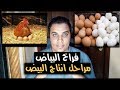 فراخ البياض و مراحل انتاج البيض // عشاق الدواجن