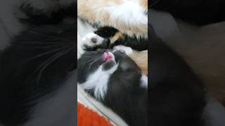 Котячі ясла | Підшефні ЗСУ
