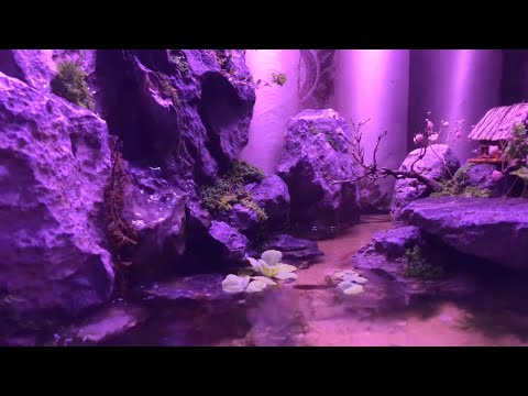 Video Cách làm 1 tiểu cảnh mini có thác nước bằng đá tai mèo - youtube