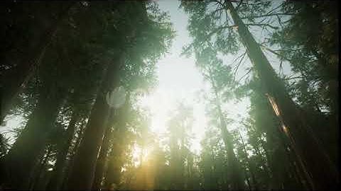 Redwood Forest Foggy Sunset Scenery | Motion Graphics - Envato elements