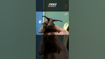 Người phụ nữ nuôi 5.000 con ốc sên làm thú cưng #Shorts