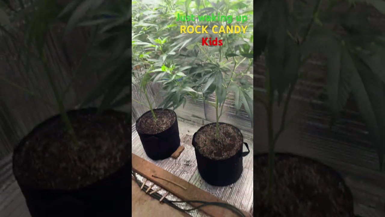 1/20/2024 Alien Rock Candy CLONES!!! Looking Amazing!!! 