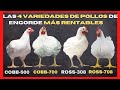 ¿Conozca cuáles son las 4 variedades de pollos de engorde más rentables en el mercado avícola?