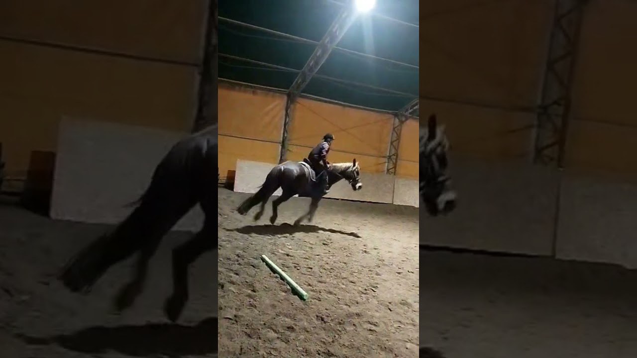 Mini parkurek na Nelsonku😍/Te nowe czapraki w stajni🔛🔝 