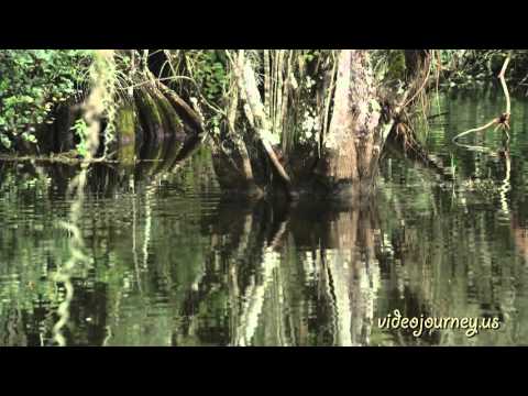 Everglades. FL. Эверглейдс. Маленький уголок очень большого тропического парка.
