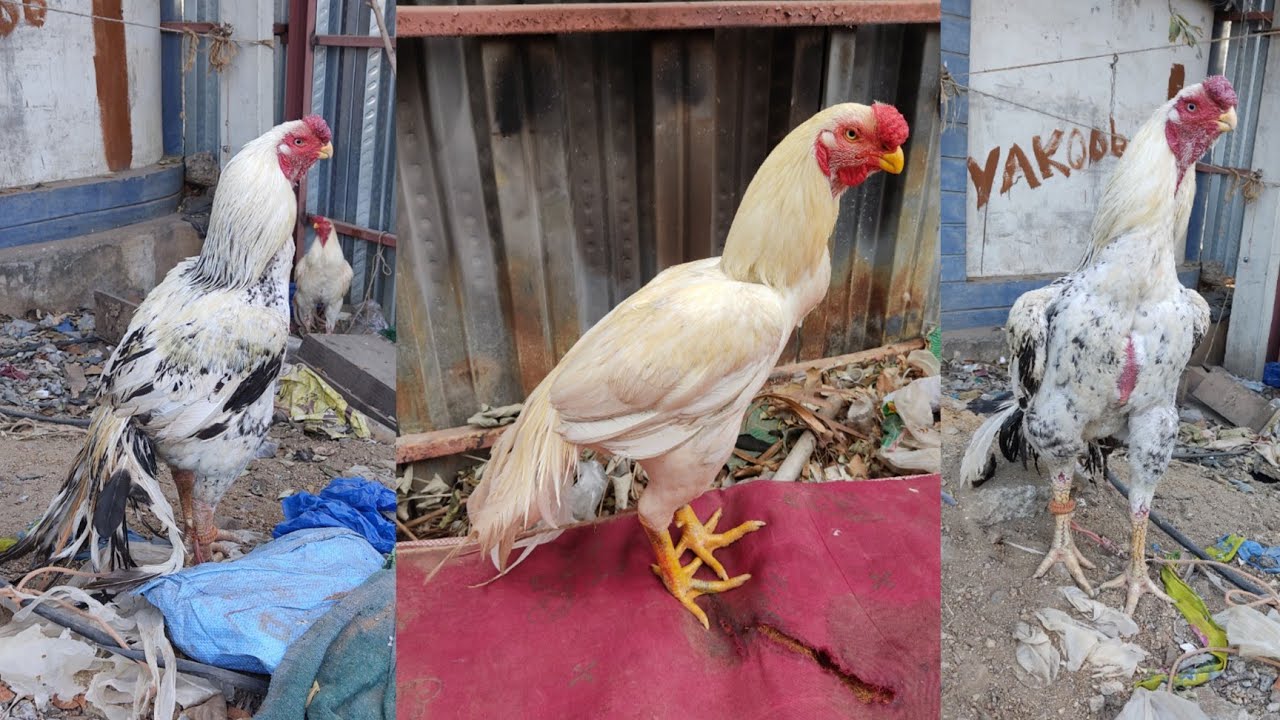 Erragadda Jatti Kodi Market